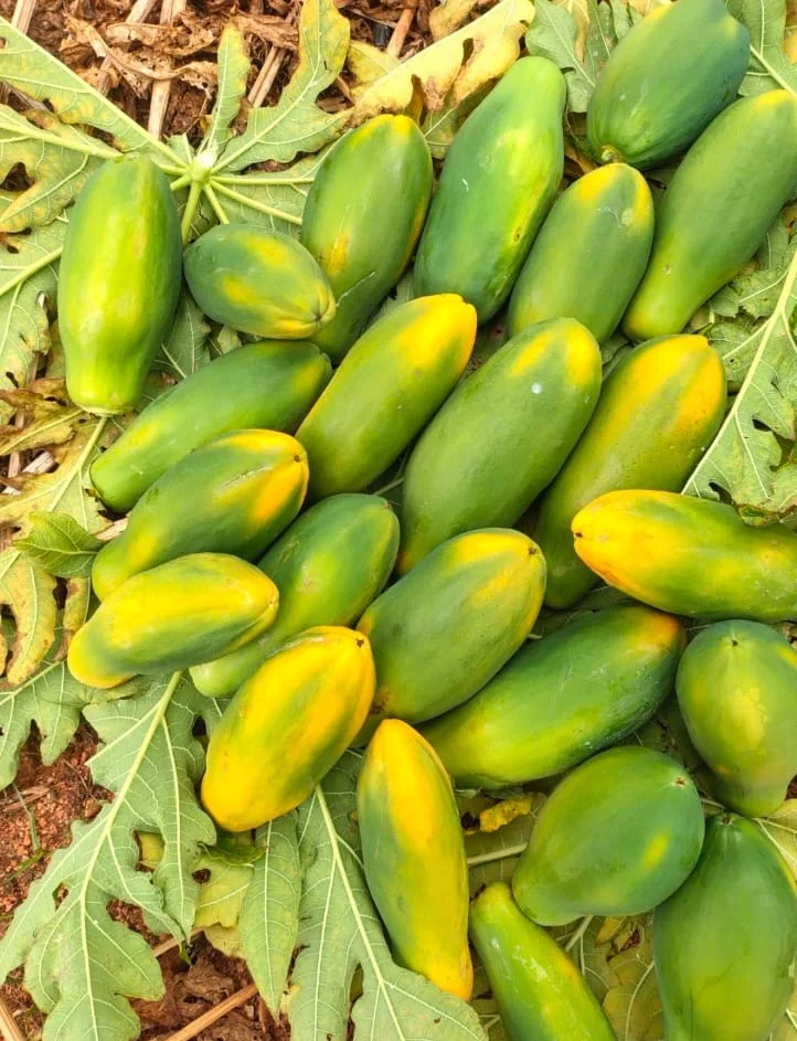 Fresh Premium Papaya (Carica Papaya) - Food & Agriculture by S. S. Enterprises