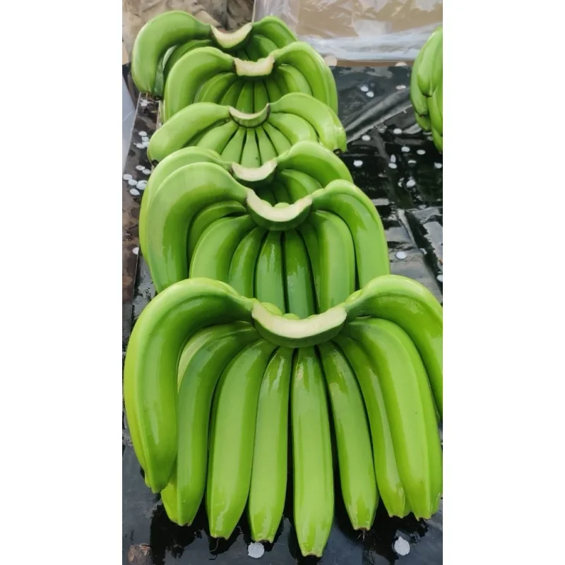 Bulk Green Banana - Food & Agriculture by Mohit Exim Sources