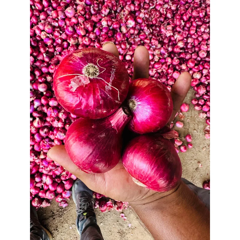 Red Onion Wholesaler - Food & Agriculture by Mohit Exim Sources