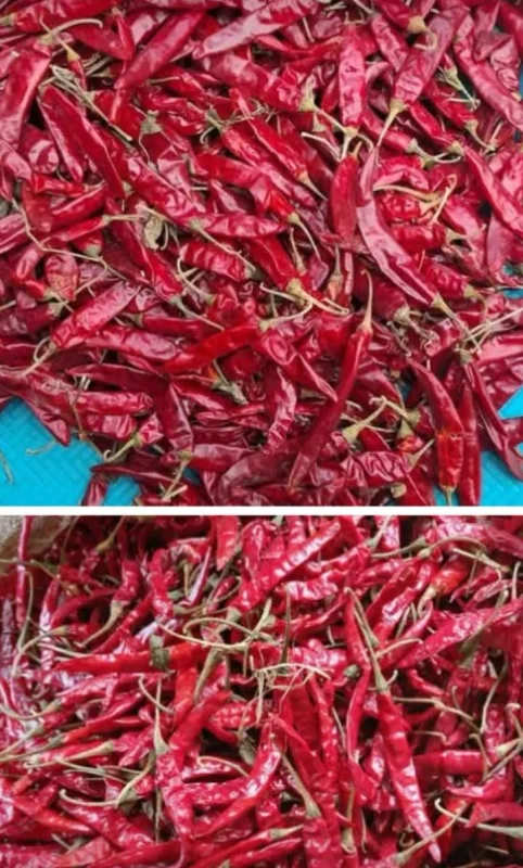 Consistent Quality Red Chilli for Trade - Food & Agriculture by M/S. GD Hebbar