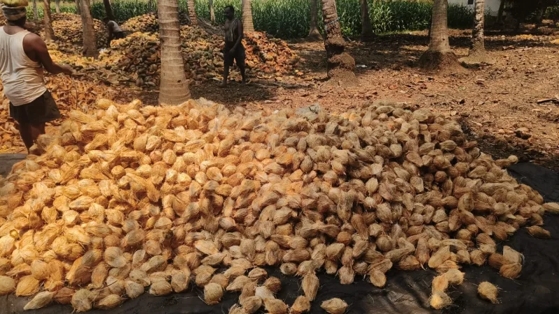 Pollachi Semi Husked Coconuts - Food & Agriculture by Vkm Agro Exports and Imports