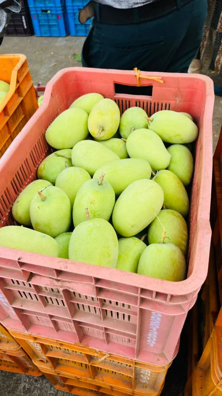 Farut and Vejitebal - Food & Agriculture by Mkmv Exim LLP