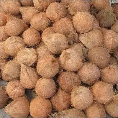 Semi-Husked Mature Coconuts for Bulk Trade - Food & Agriculture by Glenmex