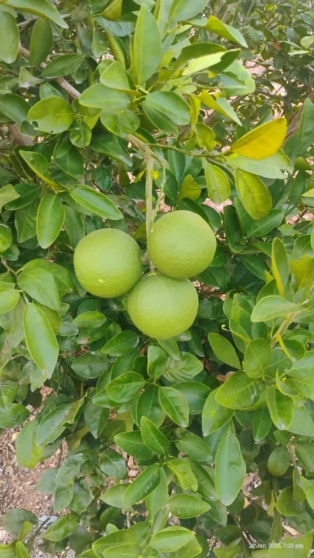 Mosambi Citrus Fruit - Food & Agriculture by Sri Padmavathi Fruit Merchent