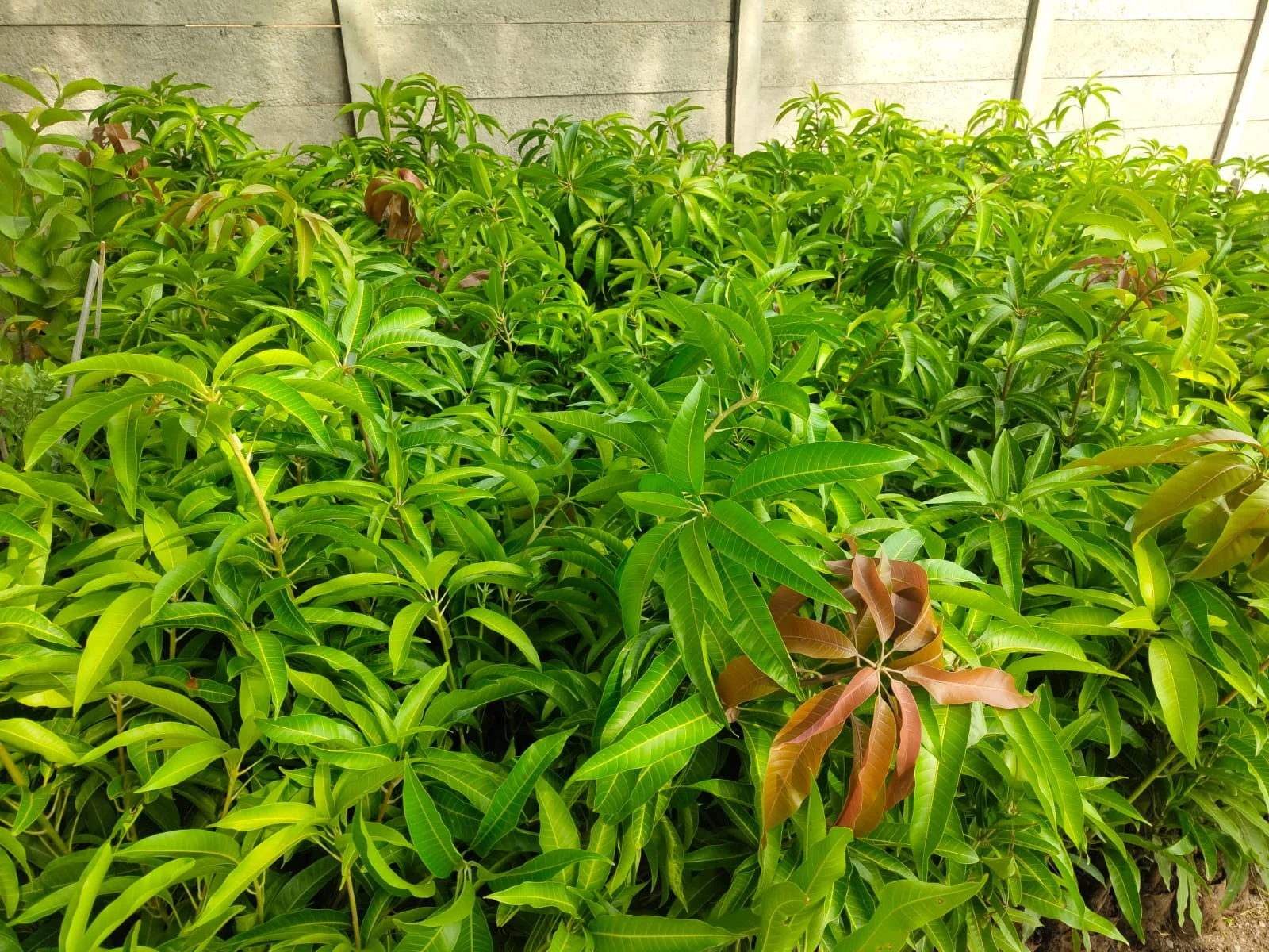 Valsad Kesar Mango Grafted Fruit Plants - Food & Agriculture by Madhuri Enterprises