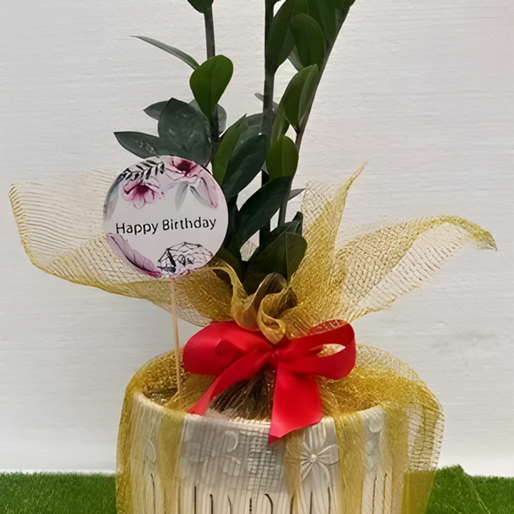 Round Ceramic Indoor Plant Pot with Live Zeezee Plant - Home & Kitchen by Cerra and Terra Home Decor