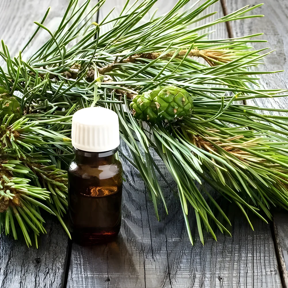 Therapeutic Grade Camphor Pine Essential Oil - Chemicals & Raw Materials by JD Tech Industries