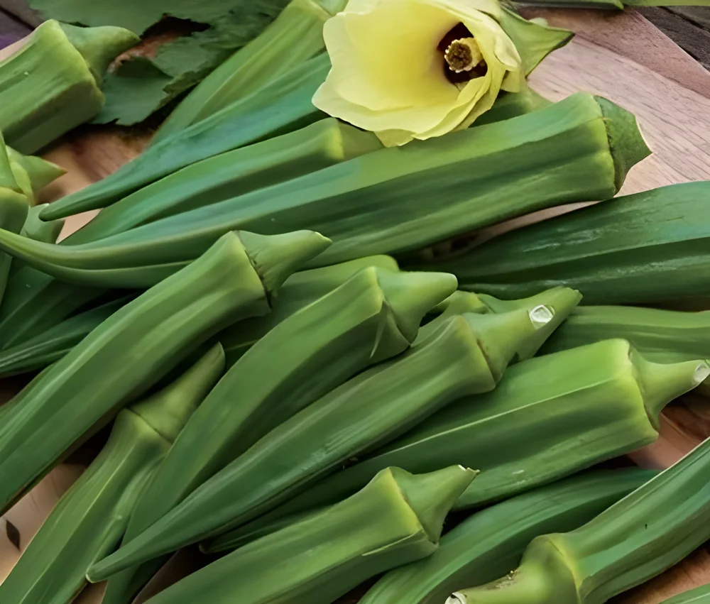 Export Grade Lady's Finger (Bhindi) Vegetable - Food & Agriculture by Shyamrao Enterprises