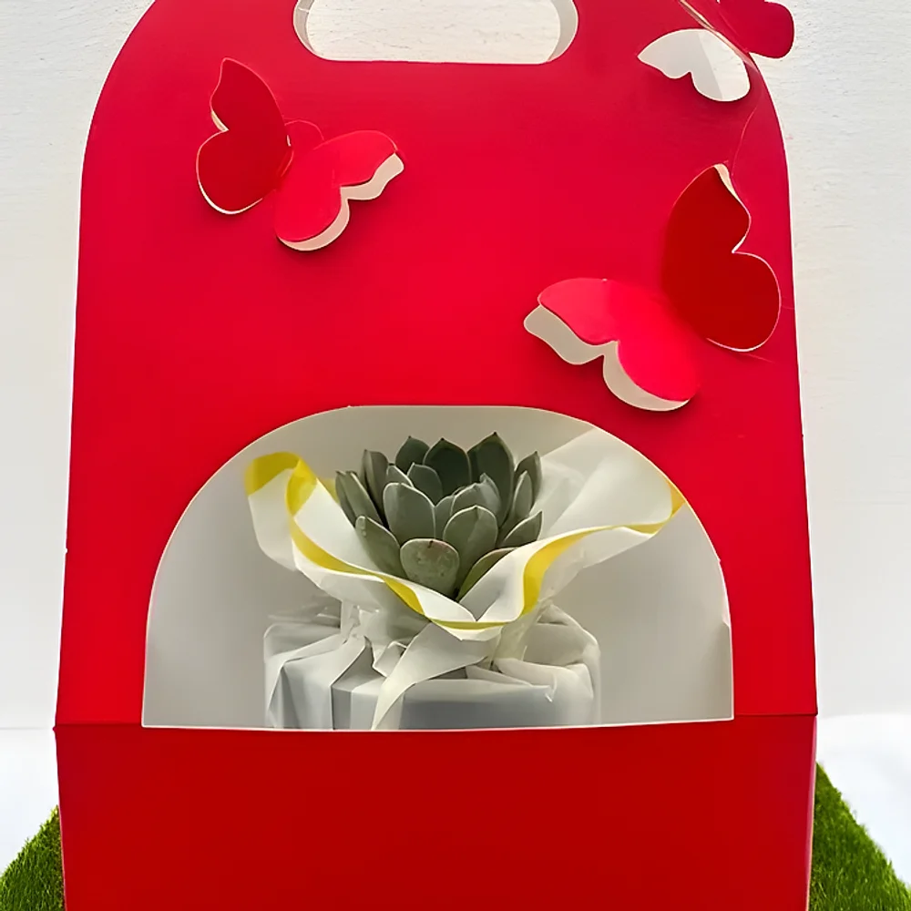 Indoor Succulent Plant for Corporate Gifting - Handicrafts & Gifts by Cerra and Terra Home Decor