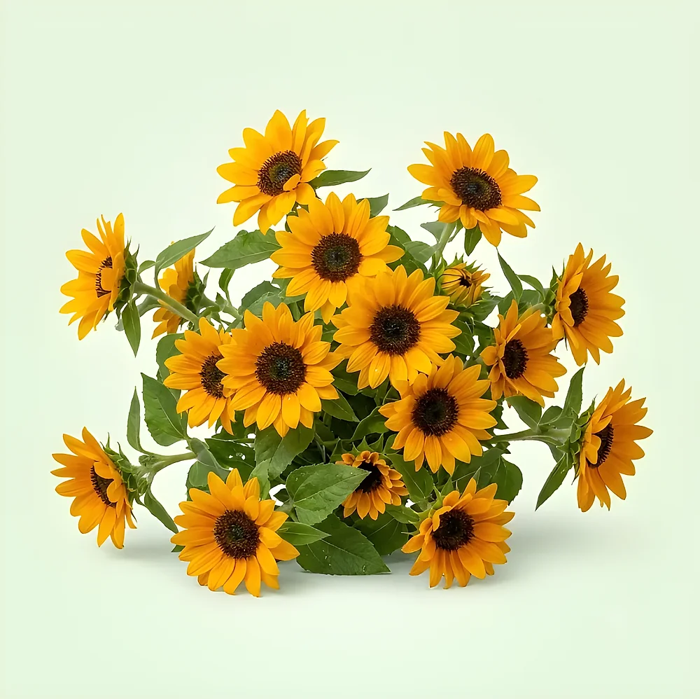 Miniature Sunflower Seeds (320 Seeds per Packet) - Food & Agriculture by Vigyat Chemicals Co.