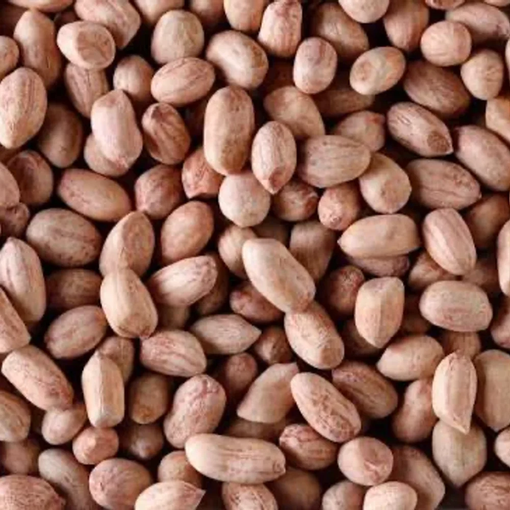 Raw Groundnut Kernels 60/70 Count - Food & Agriculture by Jhanwar Agro Bio Industries