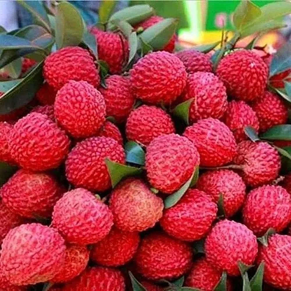 Indian Origin Lychees - Food & Agriculture by Hardya Foods