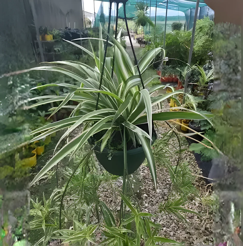 Spider Plant for Indoor/Outdoor Hanging Baskets - Home & Kitchen by Anand Garden Nursery