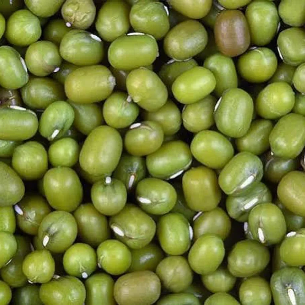 Green Mung Beans - Food & Agriculture by Jhanwar Agro Bio Industries