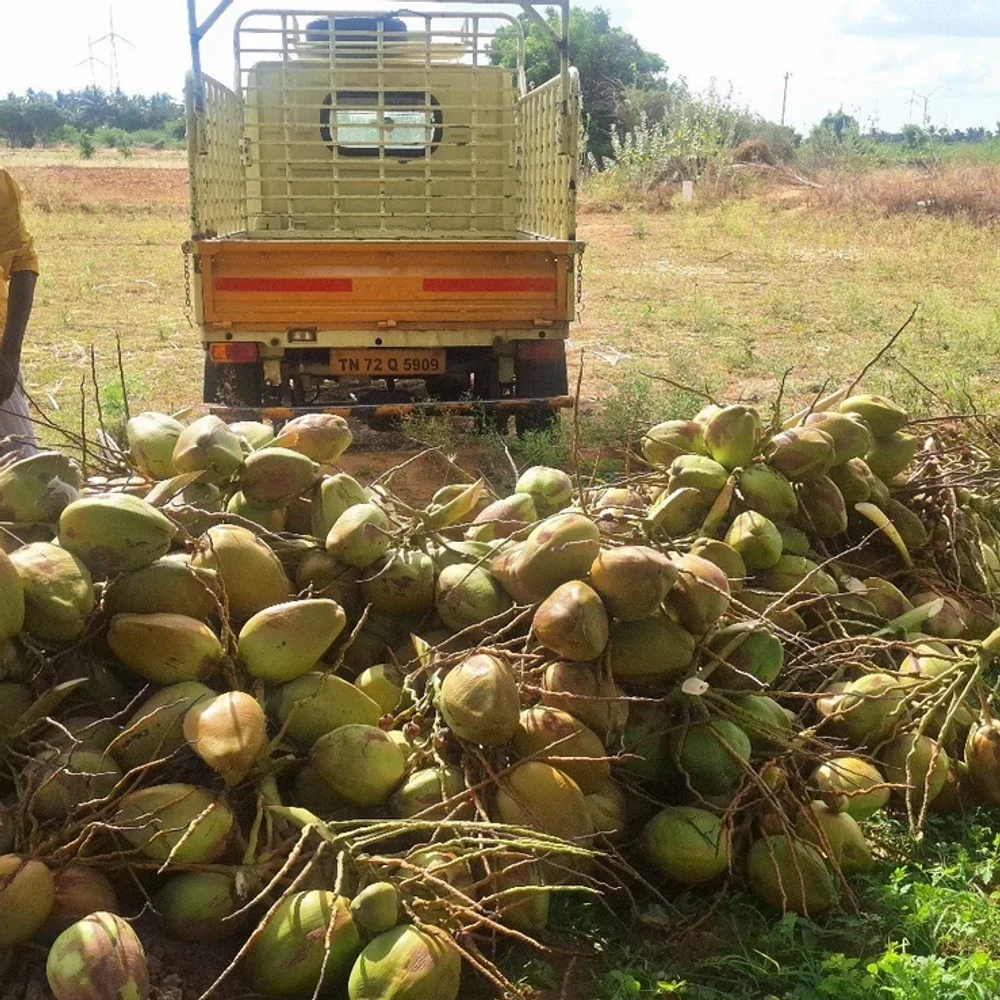 Dry Cocunut - Food & Agriculture by RCS Agricultural Products Exports