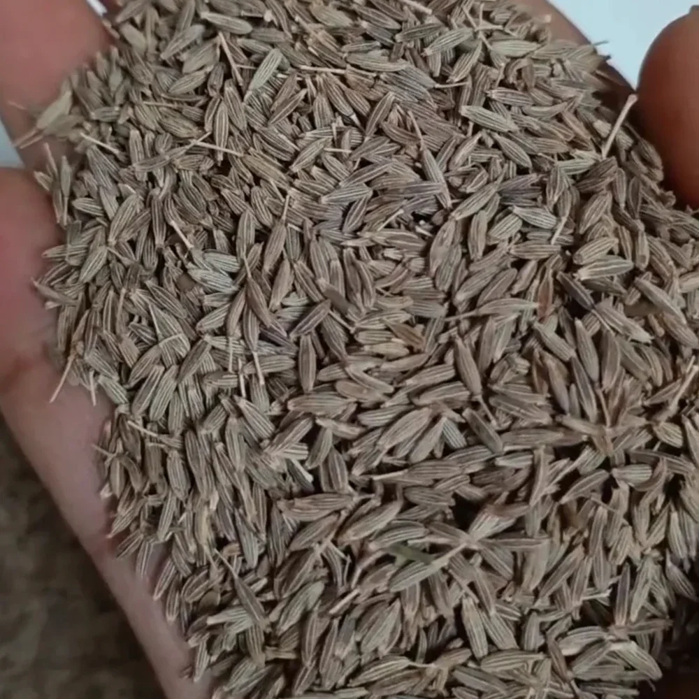 Bulk Cumin Seeds - Food & Agriculture by Gohhil International LLP
