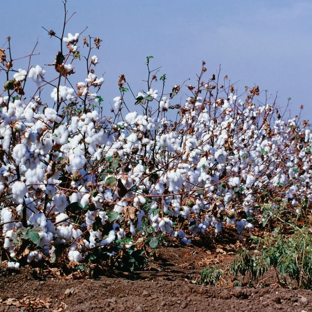 Raw Cotton for Textile Mills - Textiles & Apparel by RCS Agricultural Products Exports