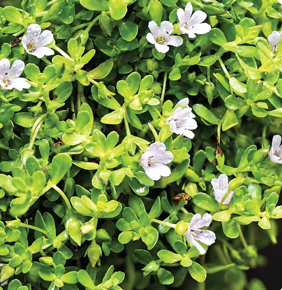 Bacopa Monnieri Extract - Food & Agriculture by M/S. Riverline Lifesciences & Herbals Pvt. Ltd.