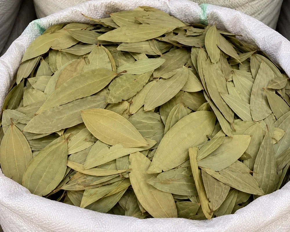 Premium Bay Leaf - Food & Agriculture by PranExpo