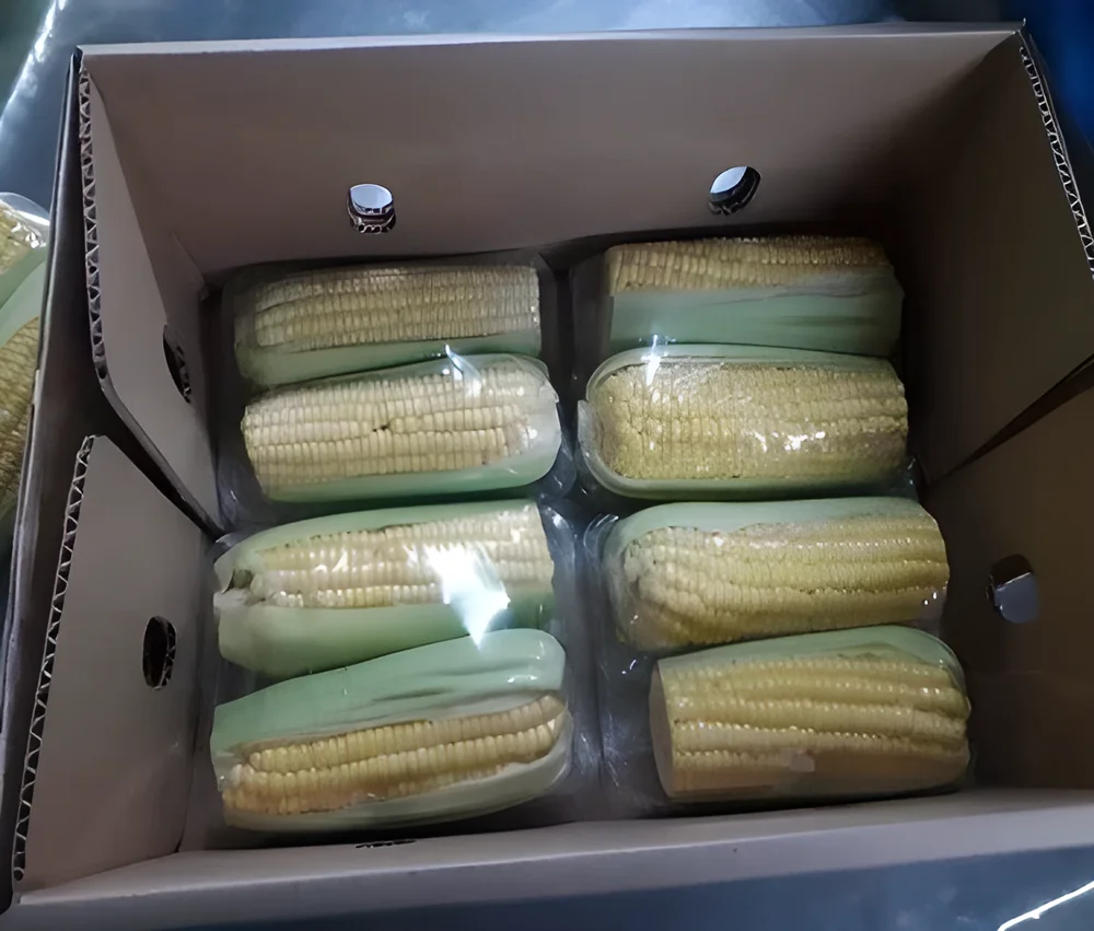 Premium Pre-packed Sweet Corn Cobs for Retail & Export - Food & Agriculture by Shyamrao Enterprises