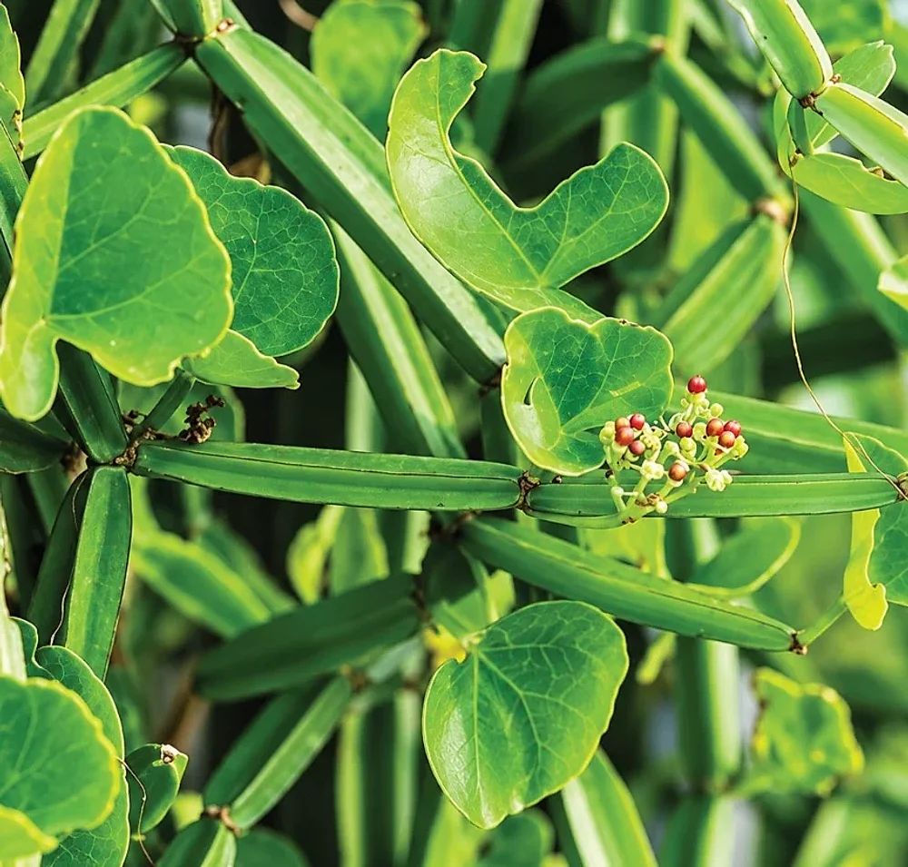 Cissus Quadrangularis Extract - Healthcare & Medical by M/S. Riverline Lifesciences & Herbals Pvt. Ltd.
