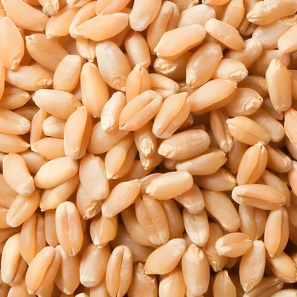 Indian Bulk Wheat - Food & Agriculture by Krishnapriya Export and Import
