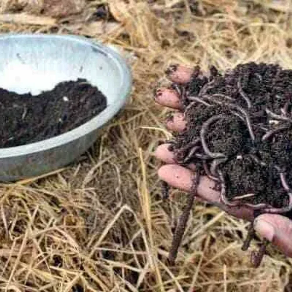 Premium Vermicompost | 100% Organic Fertilizer | Nutrient-rich Earthworm Compost - Food & Agriculture by Madhuri Enterprises