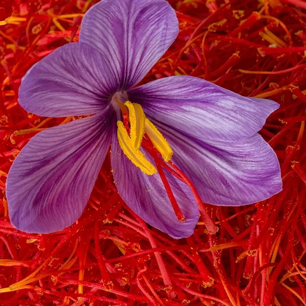 Organic Whole Red Saffron Threads - Food & Agriculture by Salaragrand Pvt. Ltd.