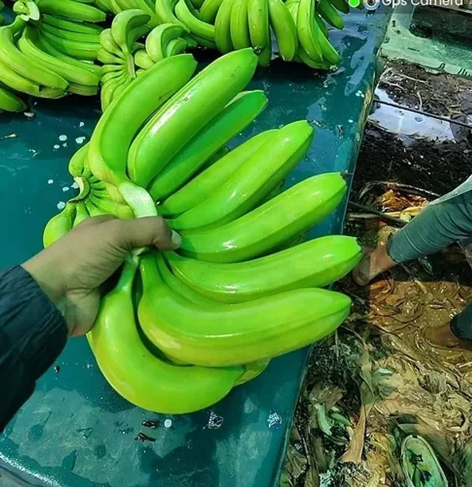 Green Banana for Bulk Supply - Food & Agriculture by RCS Agricultural Products Exports