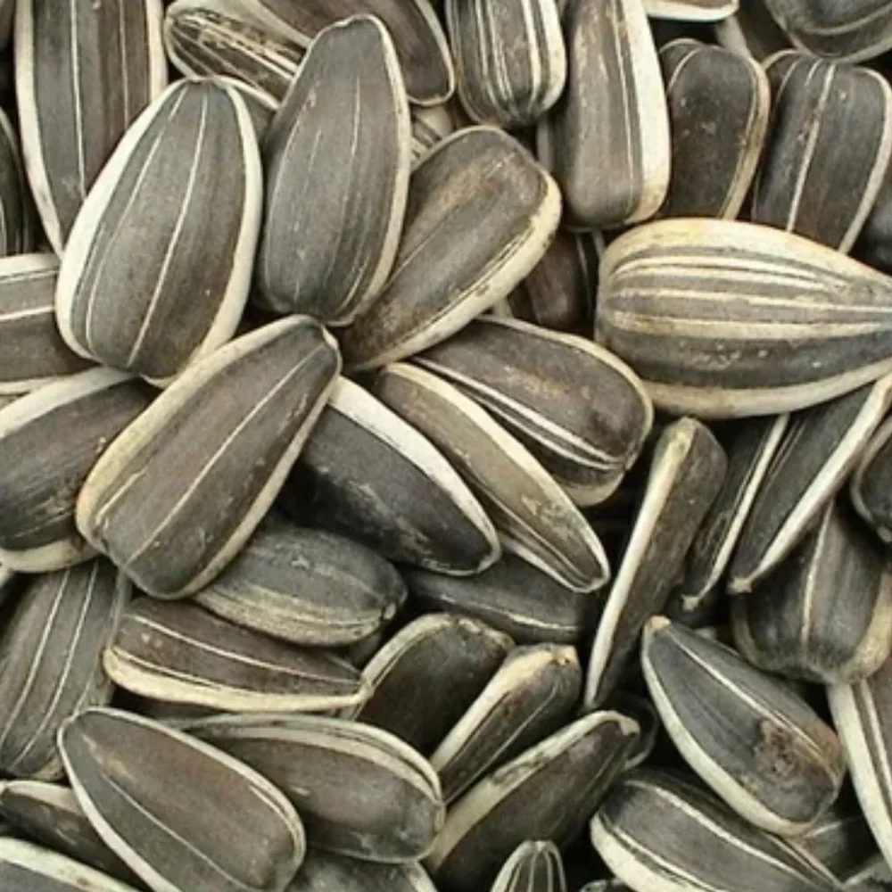 Premium-Quality Cleaned Sunflower Seeds - Food & Agriculture by Parth Agroworld