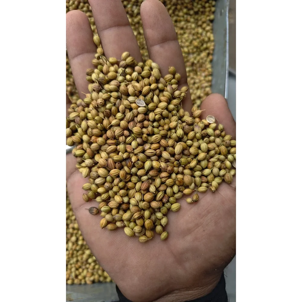 Eagle Grade Coriander Seeds - Food & Agriculture by Karnataka Ginger International Trader