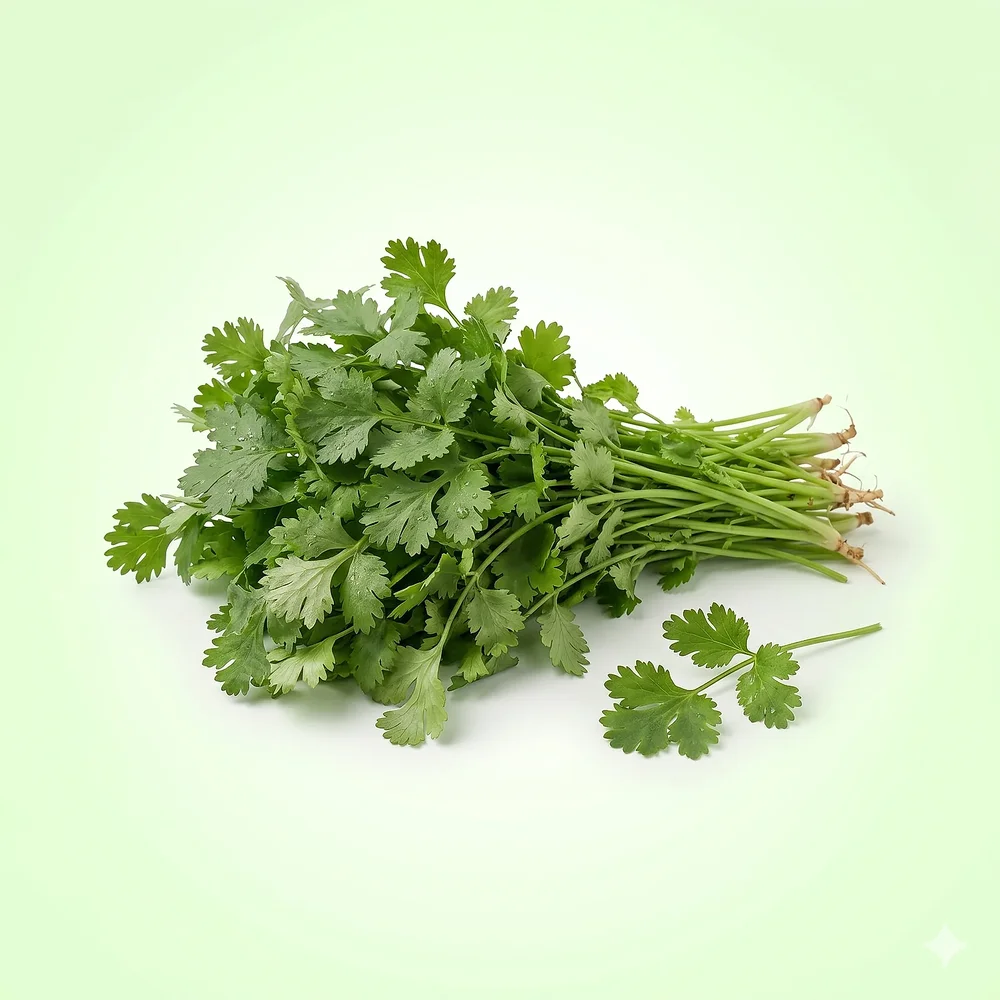 Coriander Leaves Seeds for Home Cultivation - Food & Agriculture by Vigyat Chemicals Co.