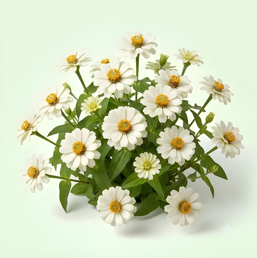 Zinnia White Flower Seeds 250 Seeds per Packet - Food & Agriculture by Vigyat Chemicals Co.