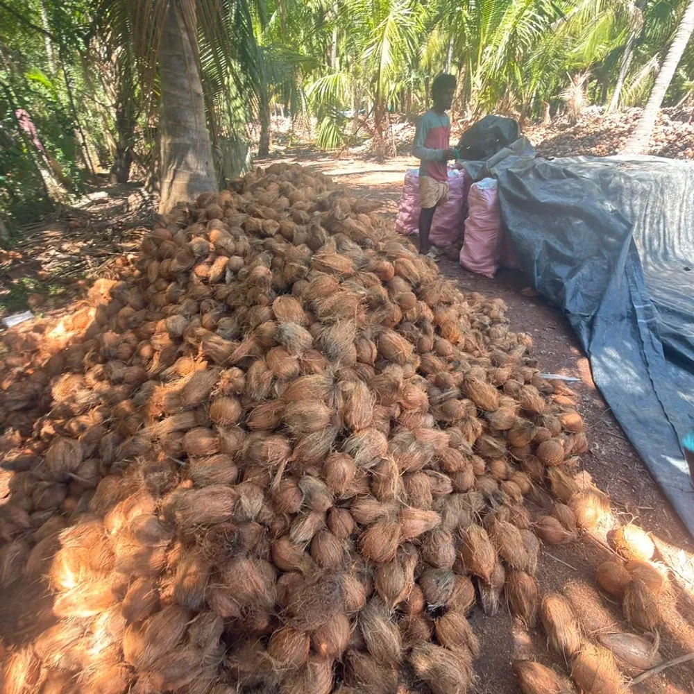 Export Quality Coconut - Food & Agriculture by Rienf