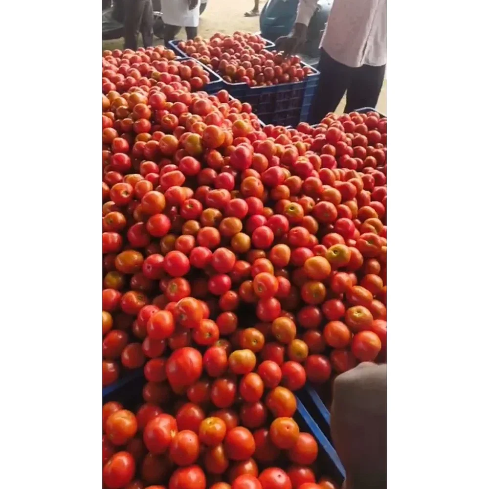 Bulk Tomato - Food & Agriculture by Raz Traders
