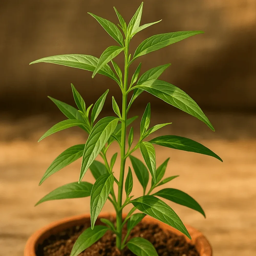 Kalmegh Plant - Food & Agriculture by Sahyoga Naturals Agroventures Pvt. Ltd.