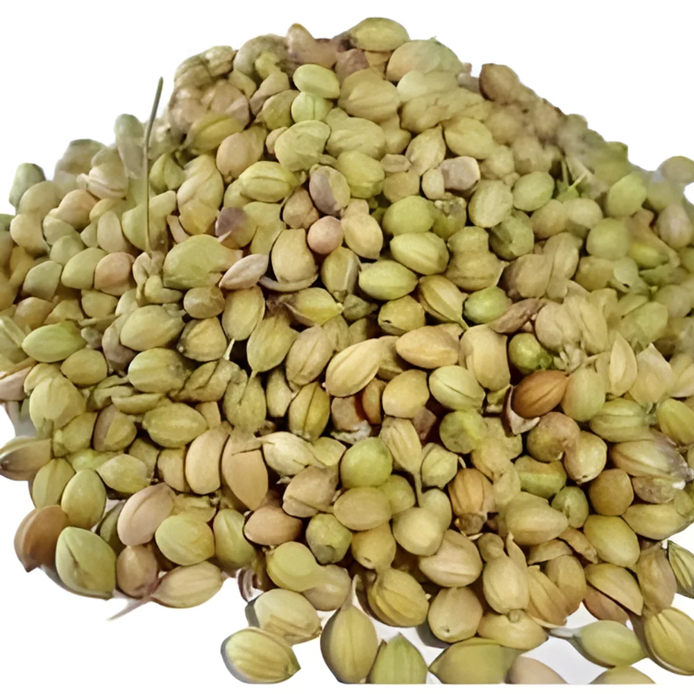 Whole Coriander Seeds - Food & Agriculture by Universal Agro Trader