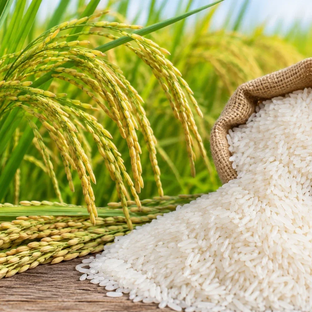 Rice - Food & Agriculture by Salaragrand Pvt. Ltd.