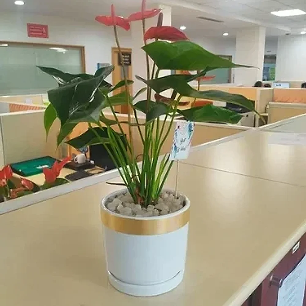 Imported Anthurium Plant in White Ceramic Pot - Food & Agriculture by Cerra and Terra Home Decor