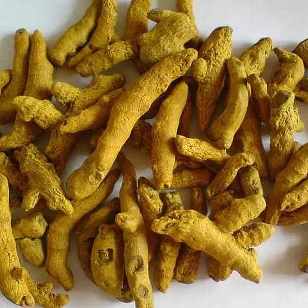 Export Quality Polished Turmeric Finger - Food & Agriculture by Universal Agro Trader