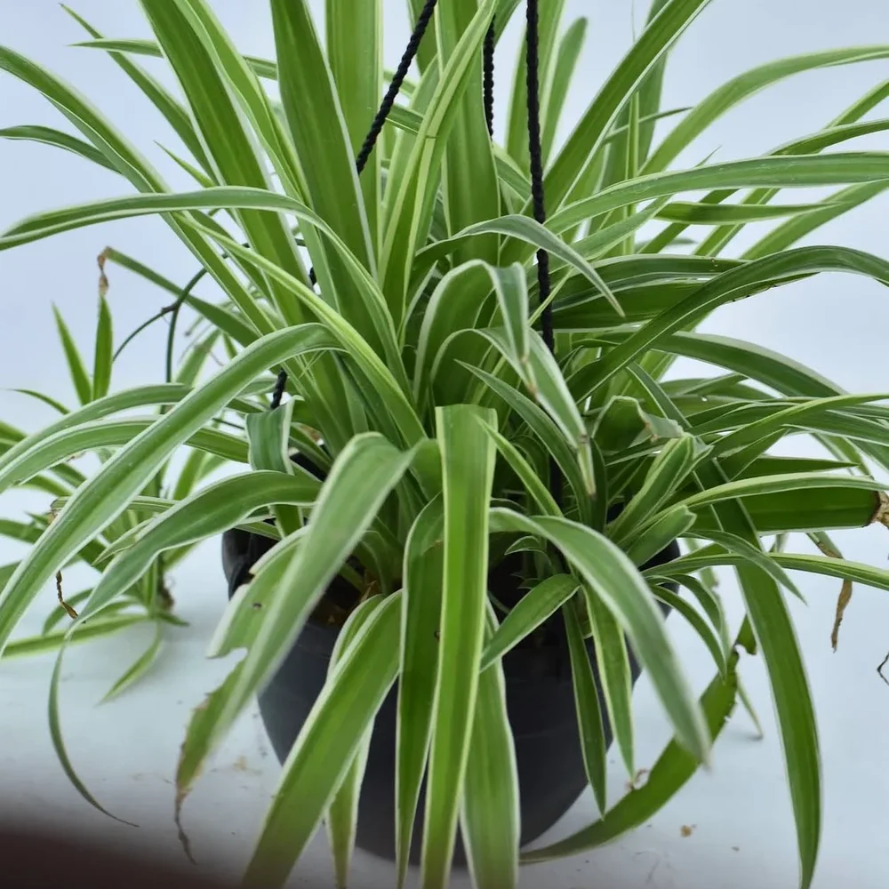 Variegated Chlorophytum Comosum Plant - Food & Agriculture by Anand Garden Nursery