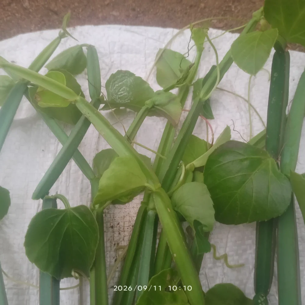 Adamant Creeper (Pirandai) Fresh Cut Stem - Food & Agriculture by Grace Light Stores