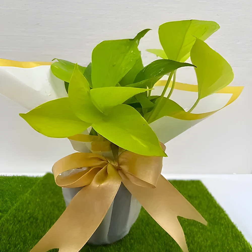 Neon Pothos Indoor Plant in 4 Inch Plastic Pot - Food & Agriculture by Cerra and Terra Home Decor