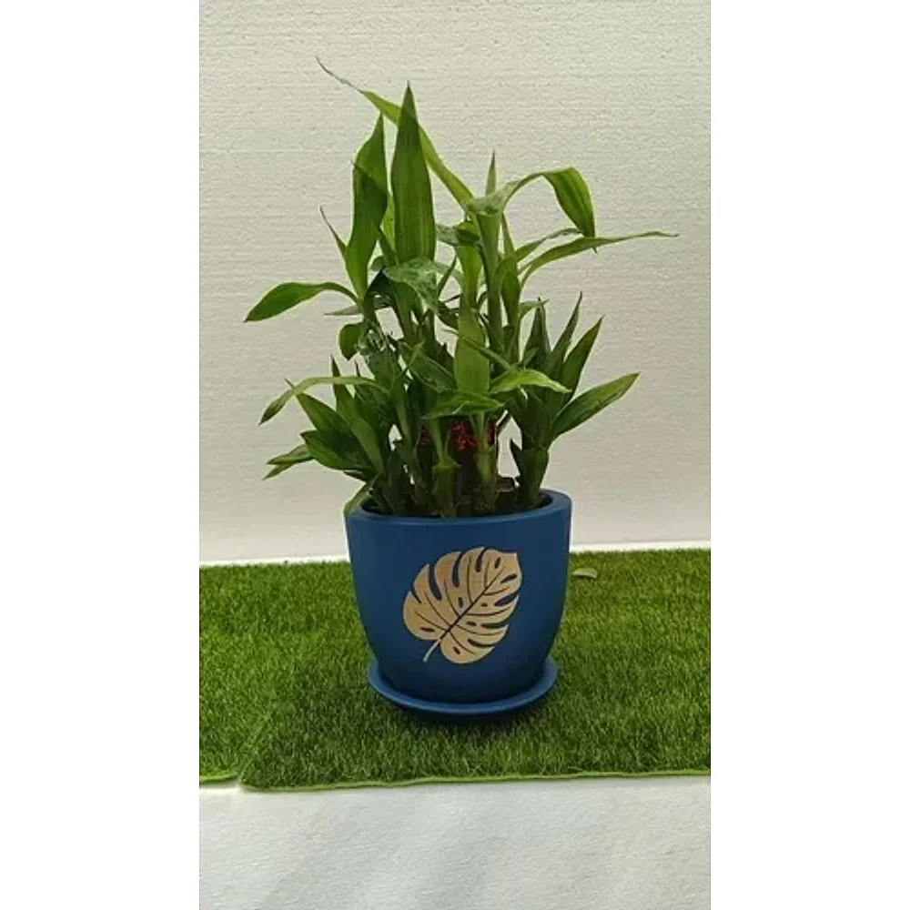 Lucky Bamboo Plant in Matte Blue Terracotta Pot - Food & Agriculture by Cerra and Terra Home Decor