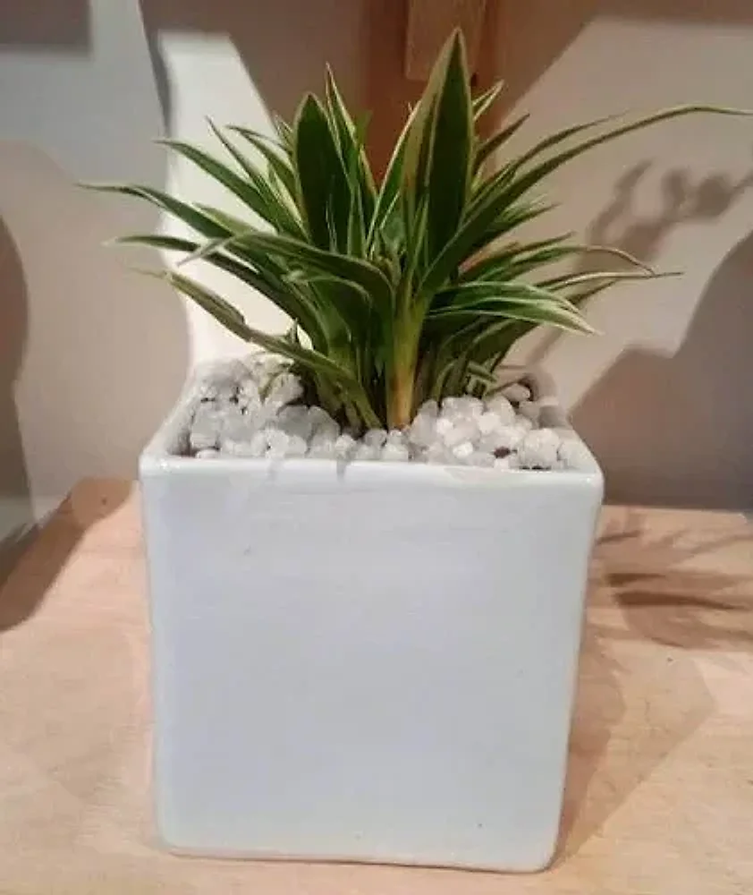 White Ceramic Indoor Plant Pot - Home & Kitchen by Cerra and Terra Home Decor
