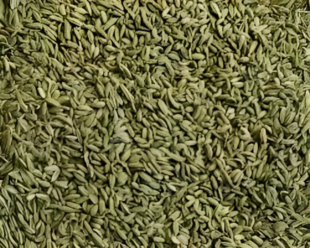 Bulk Fennel Seeds - Food & Agriculture by Babulal Govindbhai Patel