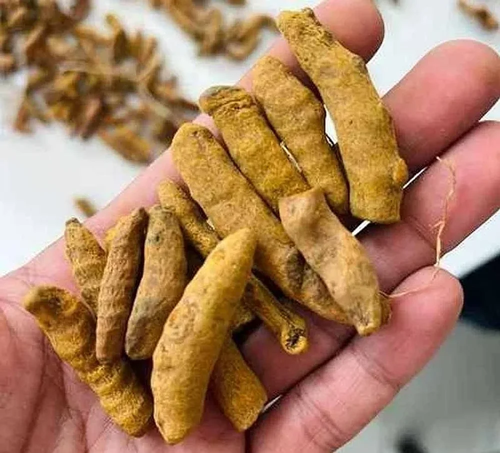 Pragati Whole Turmeric Finger - Food & Agriculture by Oviya Universal LLP