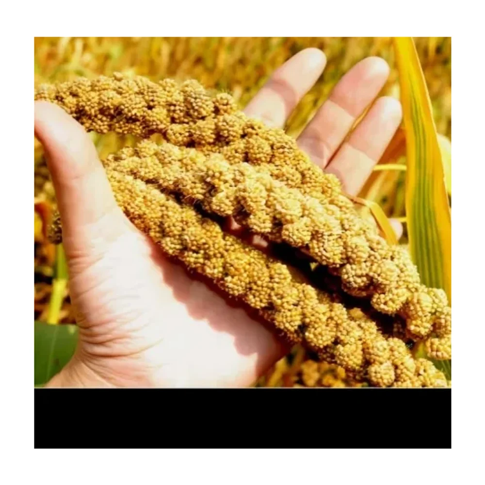 Machine Cleaned Pearl Millet Bajra Ragi Jowar Foxtail Little Kodo Barnyard Proso Millets - Food & Agriculture by Salaragrand Pvt. Ltd.