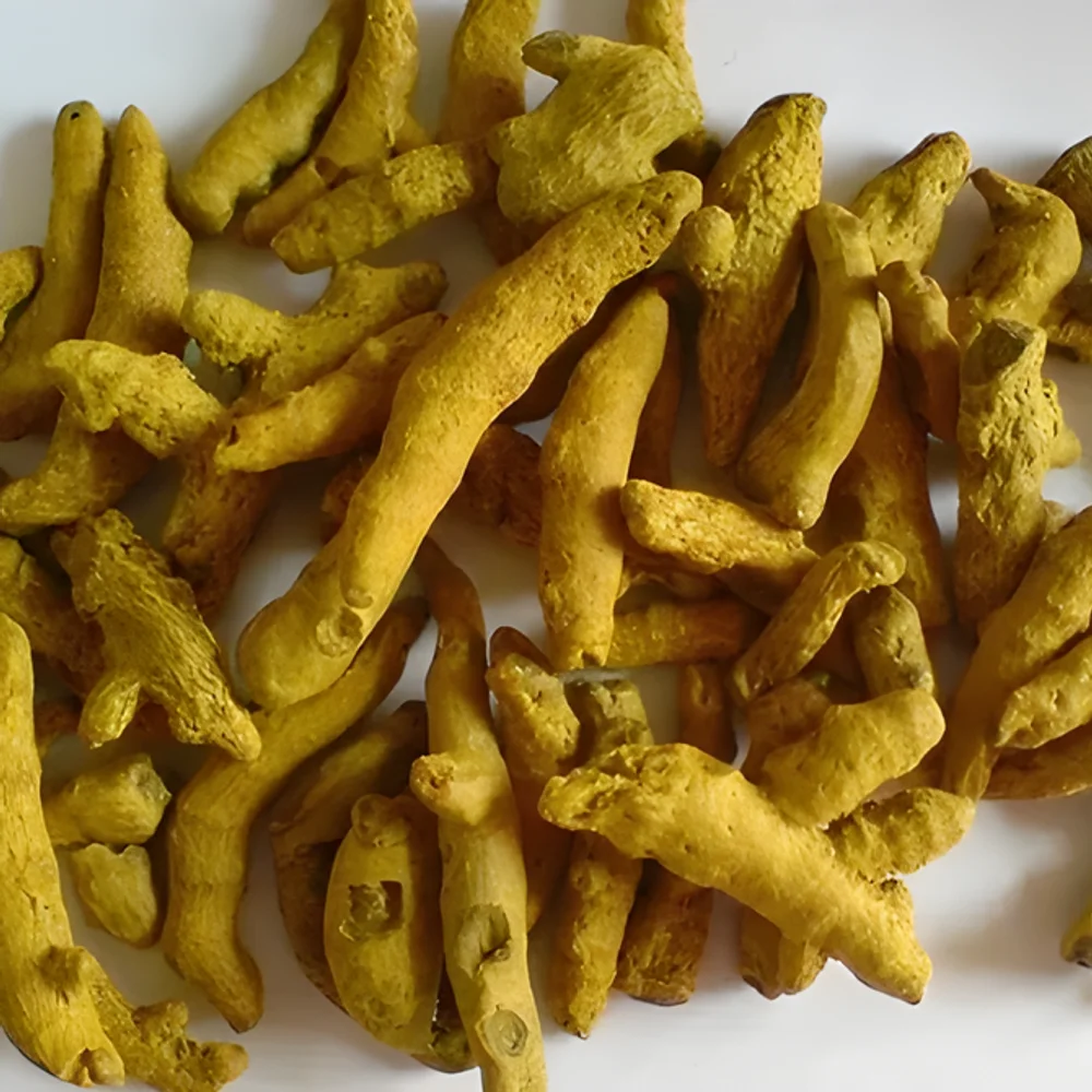 Boiled Polished Turmeric Fingers - Food & Agriculture by Setu Ram Merchant House Pvt. Ltd.