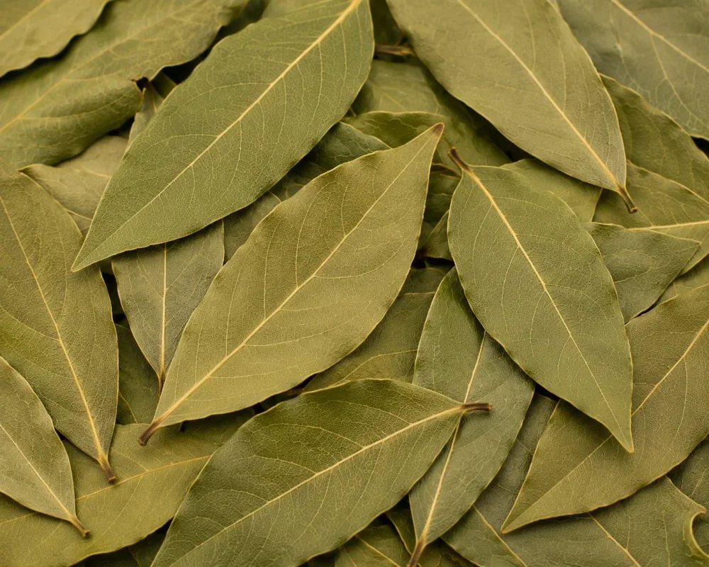 Organic Whole Dried Bay Leaves - Food & Agriculture by Salaragrand Pvt. Ltd.